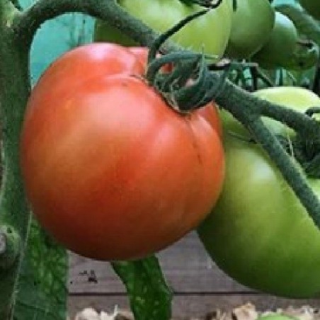 Tomate legend - semillas no tratadas