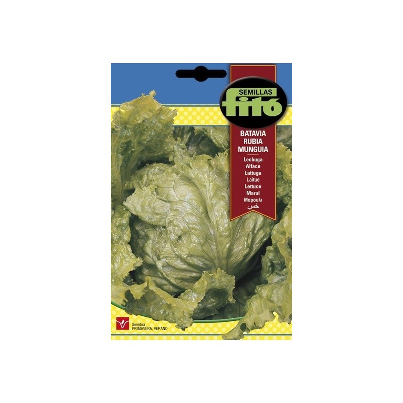 lechuga batavia rubia Mungia