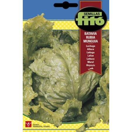 lechuga batavia rubia Mungia