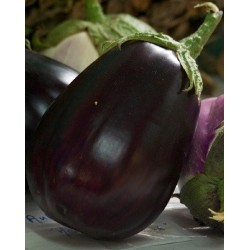 semillas ecolÃ³gicas de berenjena monstruosa de Nueva York