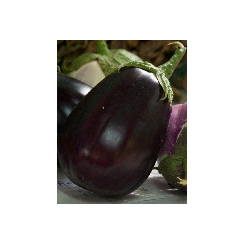 semillas ecolÃ³gicas de berenjena monstruosa de Nueva York