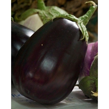 semillas ecolÃ³gicas de berenjena monstruosa de Nueva York