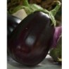 semillas ecolÃ³gicas de berenjena monstruosa de Nueva York