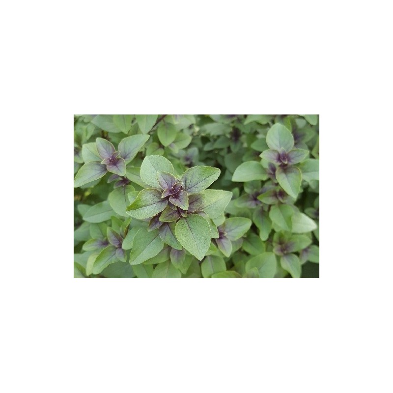 tulsi - albahaca sagrada (Ocimum sanctum) semillas ecologicas