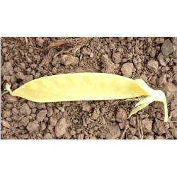 Guisante tirabeque dulce dorado- semillas ecolÃ³gicas