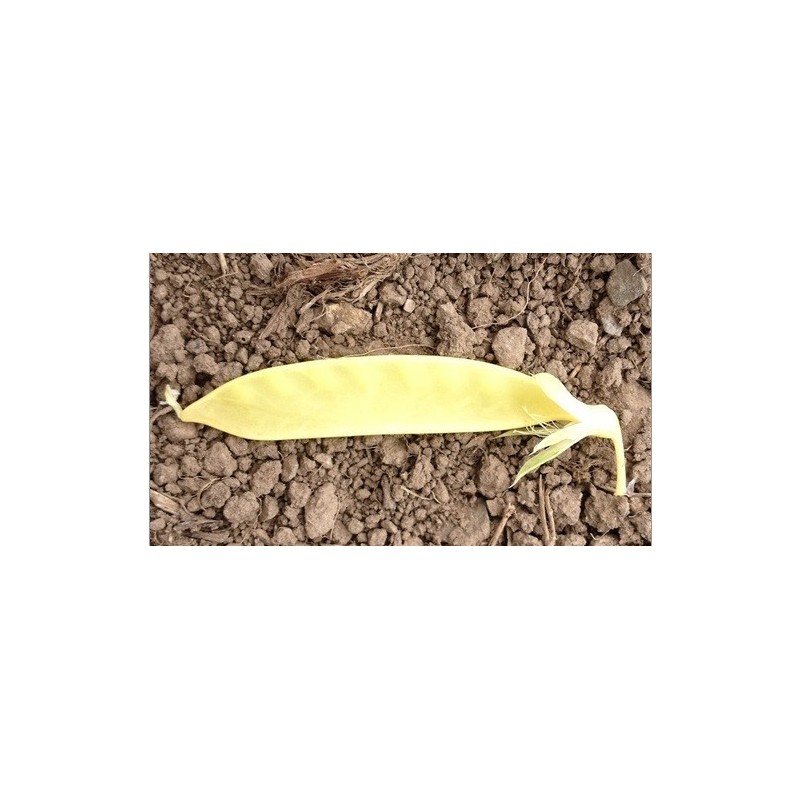 Guisante tirabeque dulce dorado- semillas ecolÃ³gicas