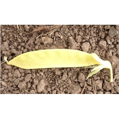 Guisante tirabeque dulce dorado- semillas ecolÃ³gicas