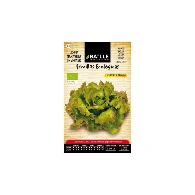 lechuga maravilla de verano - semillas ecolÃ³gicas