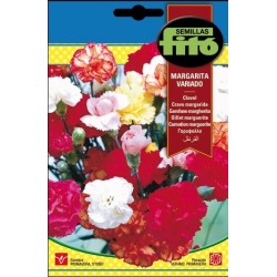 Clavel margarita Variado