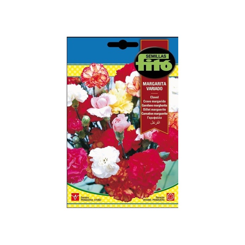 Clavel margarita Variado