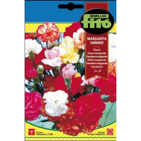 Clavel margarita Variado