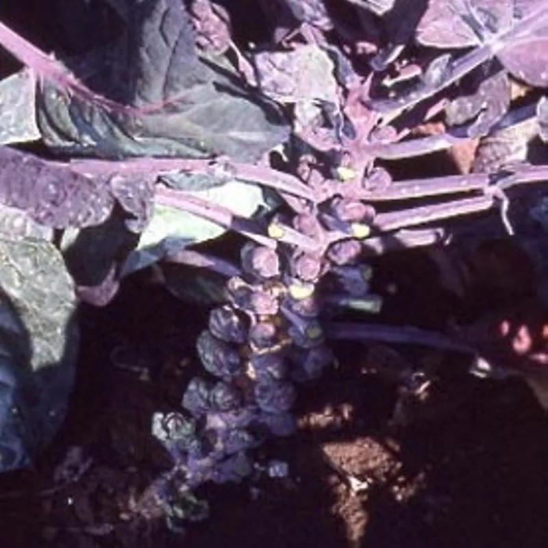 col de Bruselas morada red ball - Nat nat! seeds