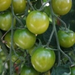 tomate Sungreen - cherry verde F1