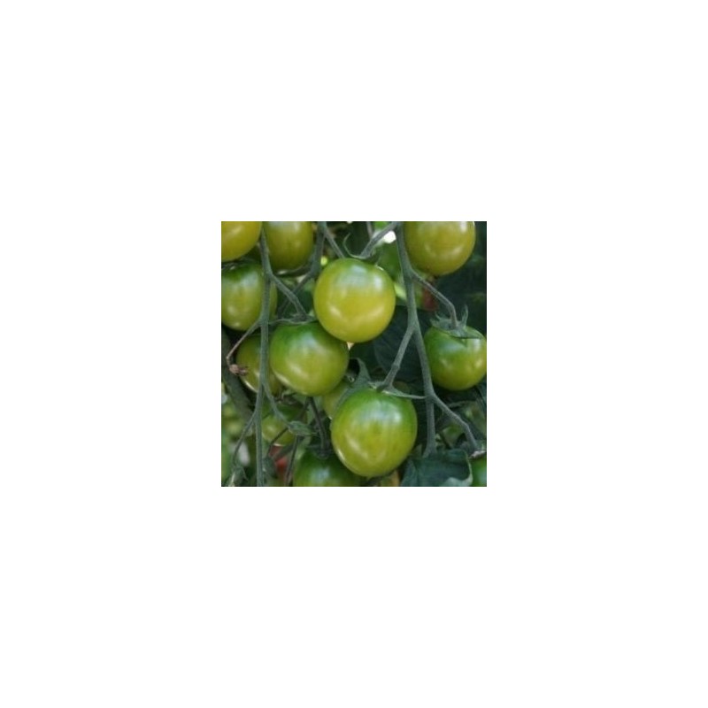 tomate Sungreen - cherry verde F1