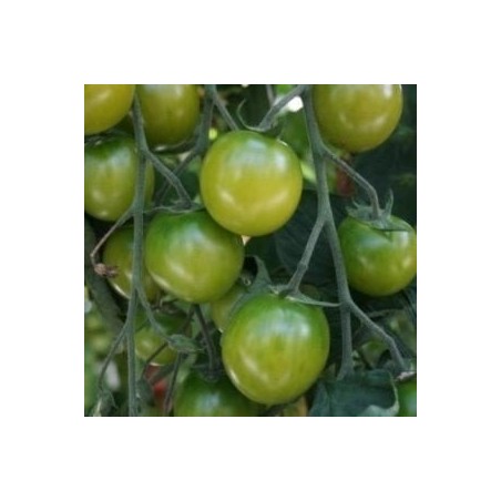 tomate Sungreen - cherry verde F1