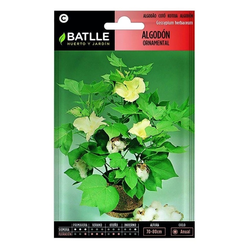 algodÃ³n ornamental (gossypium herbaceum)