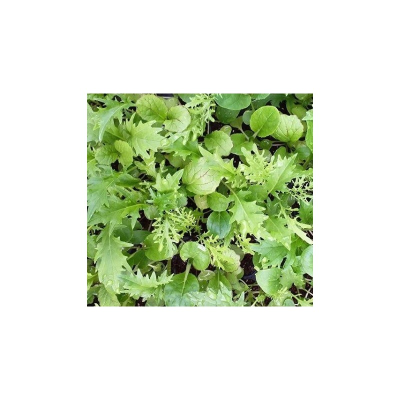 Mezcla oriental picante - semillas no tratadas