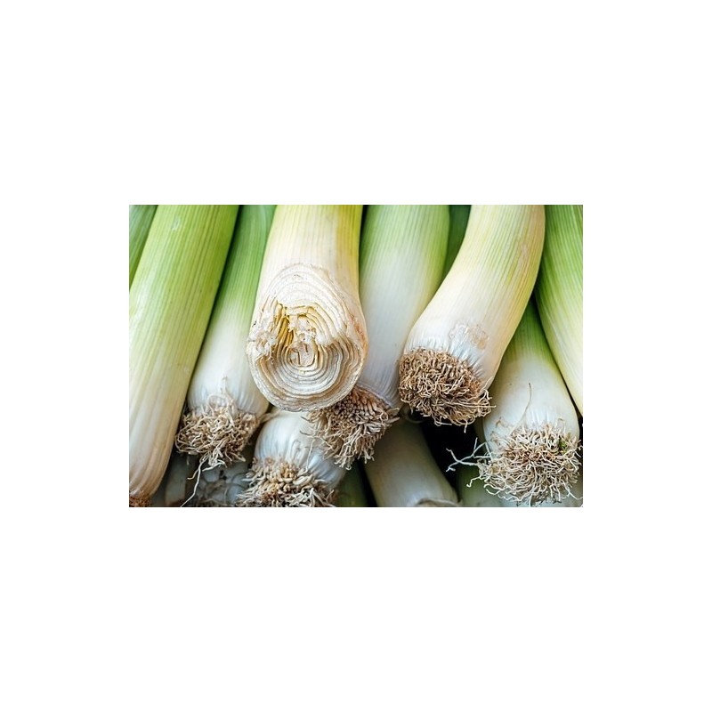 puerro carentan 2 Arcoiris- semillas ecolÃ³gicas