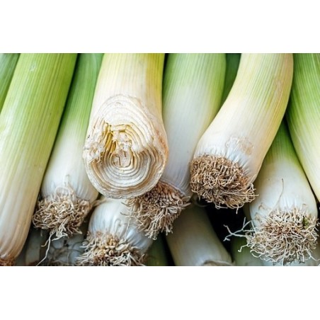 puerro carentan 2 Arcoiris- semillas ecolÃ³gicas