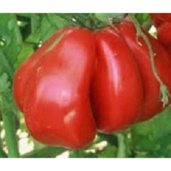 tomate zapoteca (semillas ecolÃ³gicas)