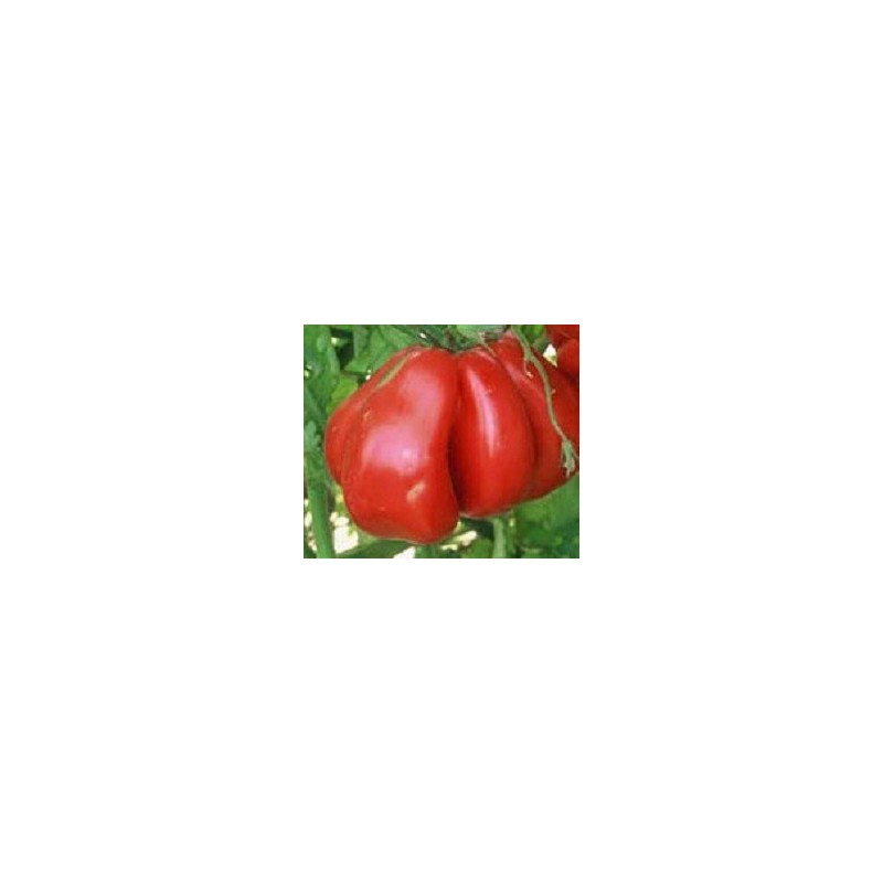 tomate zapoteca (semillas ecolÃ³gicas)