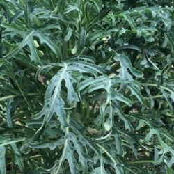 Kale Jagallo Nero - semillas no tratadas