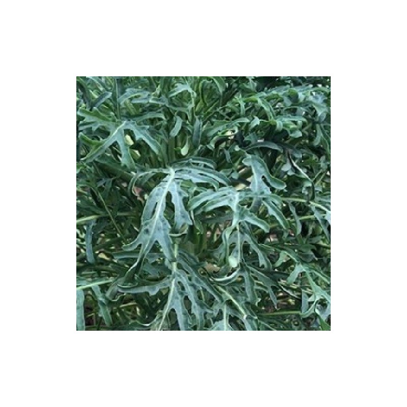 Kale Jagallo Nero - semillas no tratadas