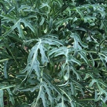 Kale Jagallo Nero - semillas no tratadas