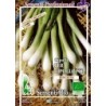 cebolla blanca de Lisboa (semillas ecologicas)