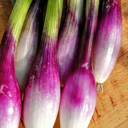 cebolleta roja de Florencia (semillas no tratadas)
