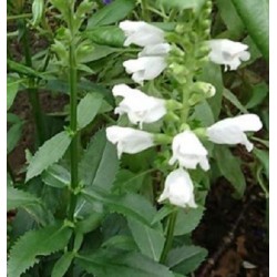 Salvia say so white - semillas no tratadas