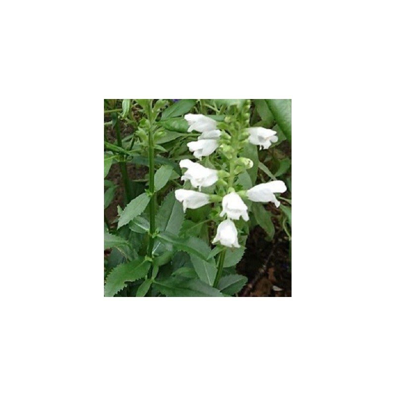 Salvia say so white - semillas no tratadas