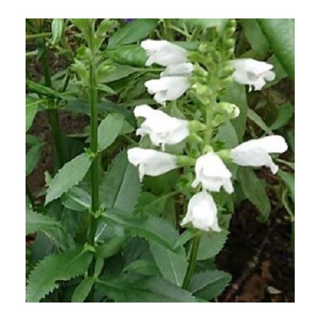 Salvia say so white - semillas no tratadas