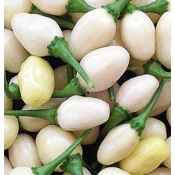 pimiento habanero miniatura blanca