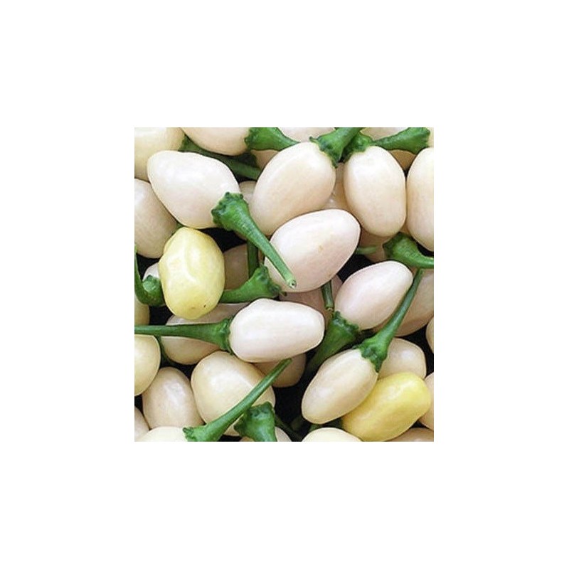 pimiento habanero miniatura blanca