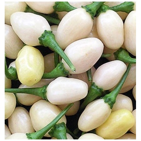 pimiento habanero miniatura blanca