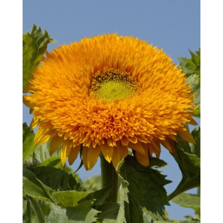 Girasol Orange Sun -  semillas no tratadas