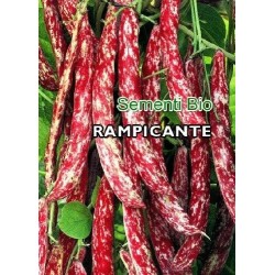 judia borlotto lengua de fuego - semillas ecolÃ³gicas