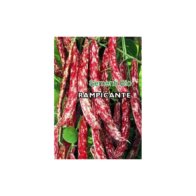 judia borlotto lengua de fuego - semillas ecolÃ³gicas