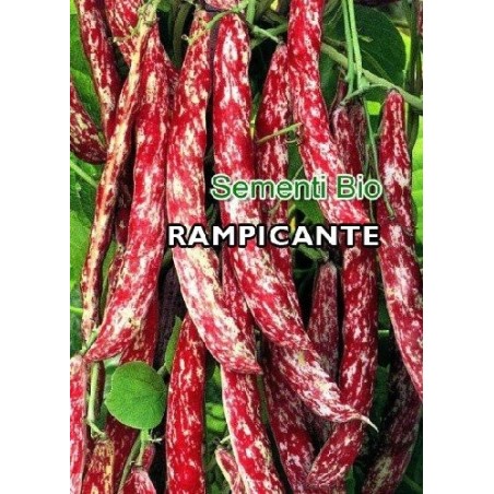 judia borlotto lengua de fuego - semillas ecolÃ³gicas