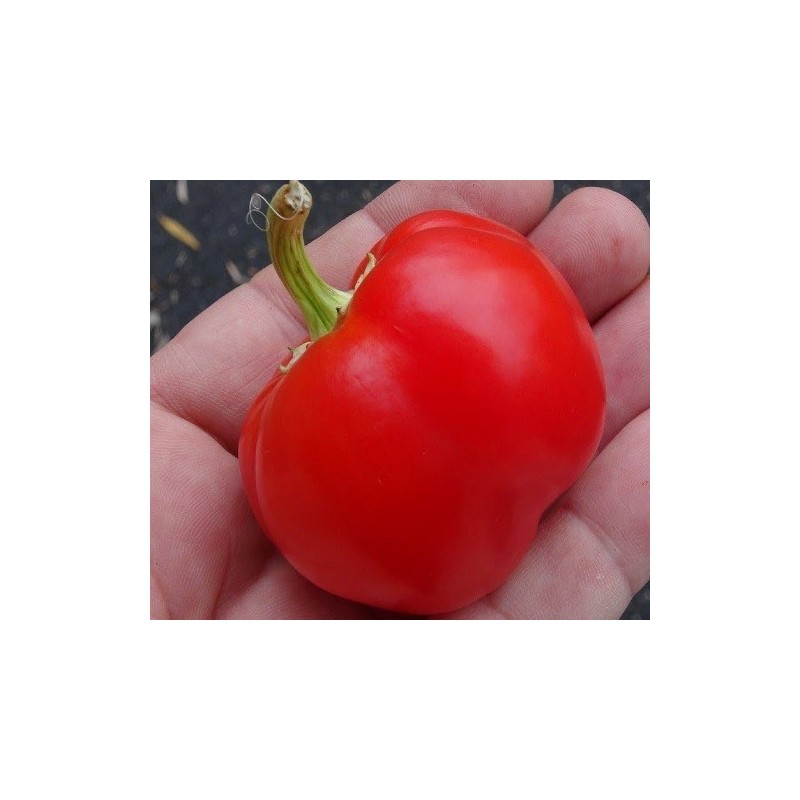 Pimiento bola de Turquia - semillas no tratadas