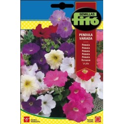 petunia pendula variada