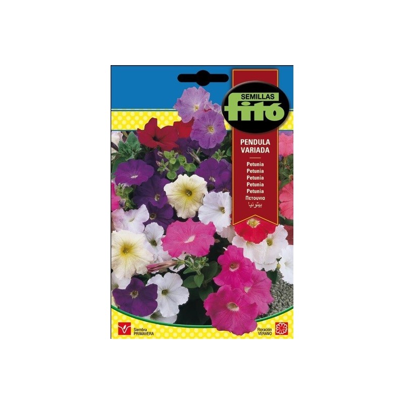petunia pendula variada