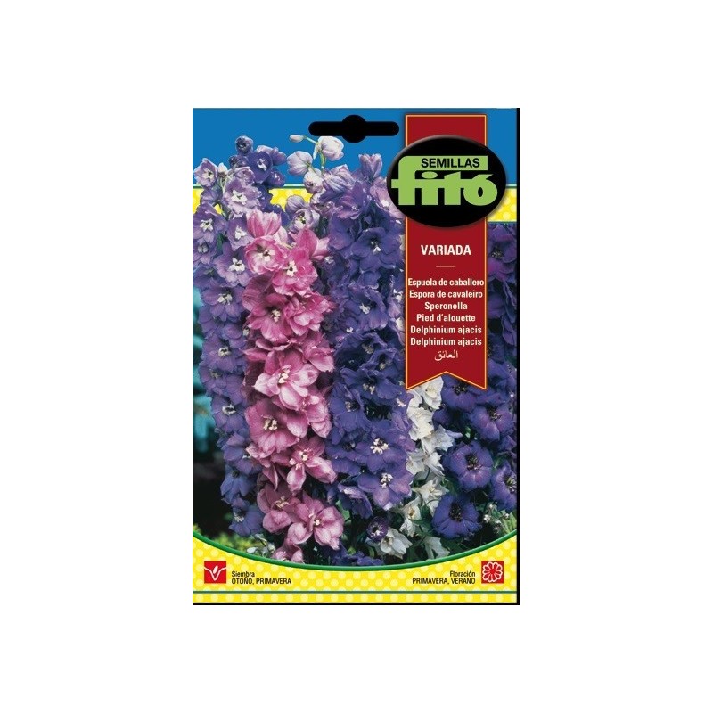espuela de caballero variada (delphinium ajacis)