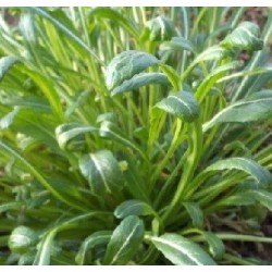 Mibuna (Brassica juncea var. japonica)