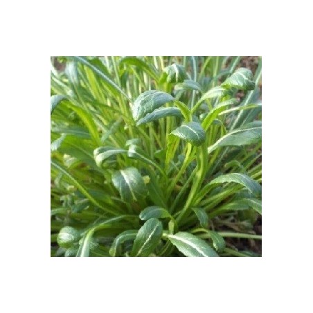 Mibuna (Brassica juncea var. japonica)