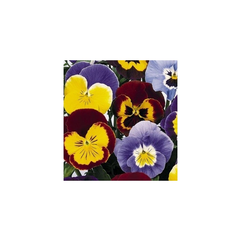 Pensamiento joker mix - semillas no tratadas