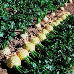 Apio Nabo Prinz (Semillas no tratadas)