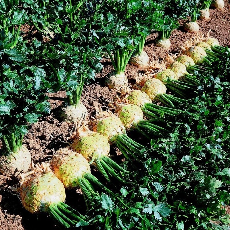 Apio Nabo Prinz (Semillas no tratadas)