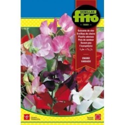 guisante de olor enano